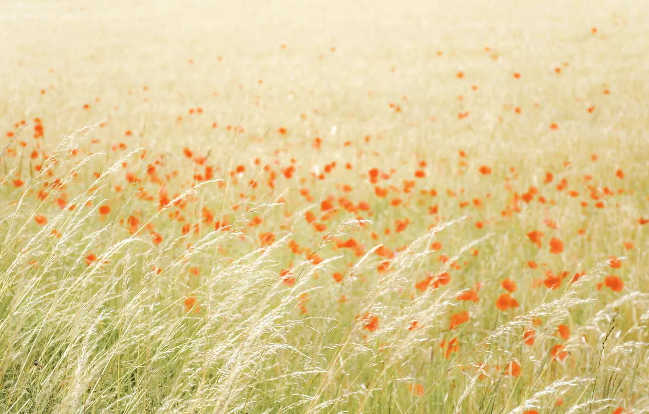 Photo wallpaper field, summer, nature, Maki