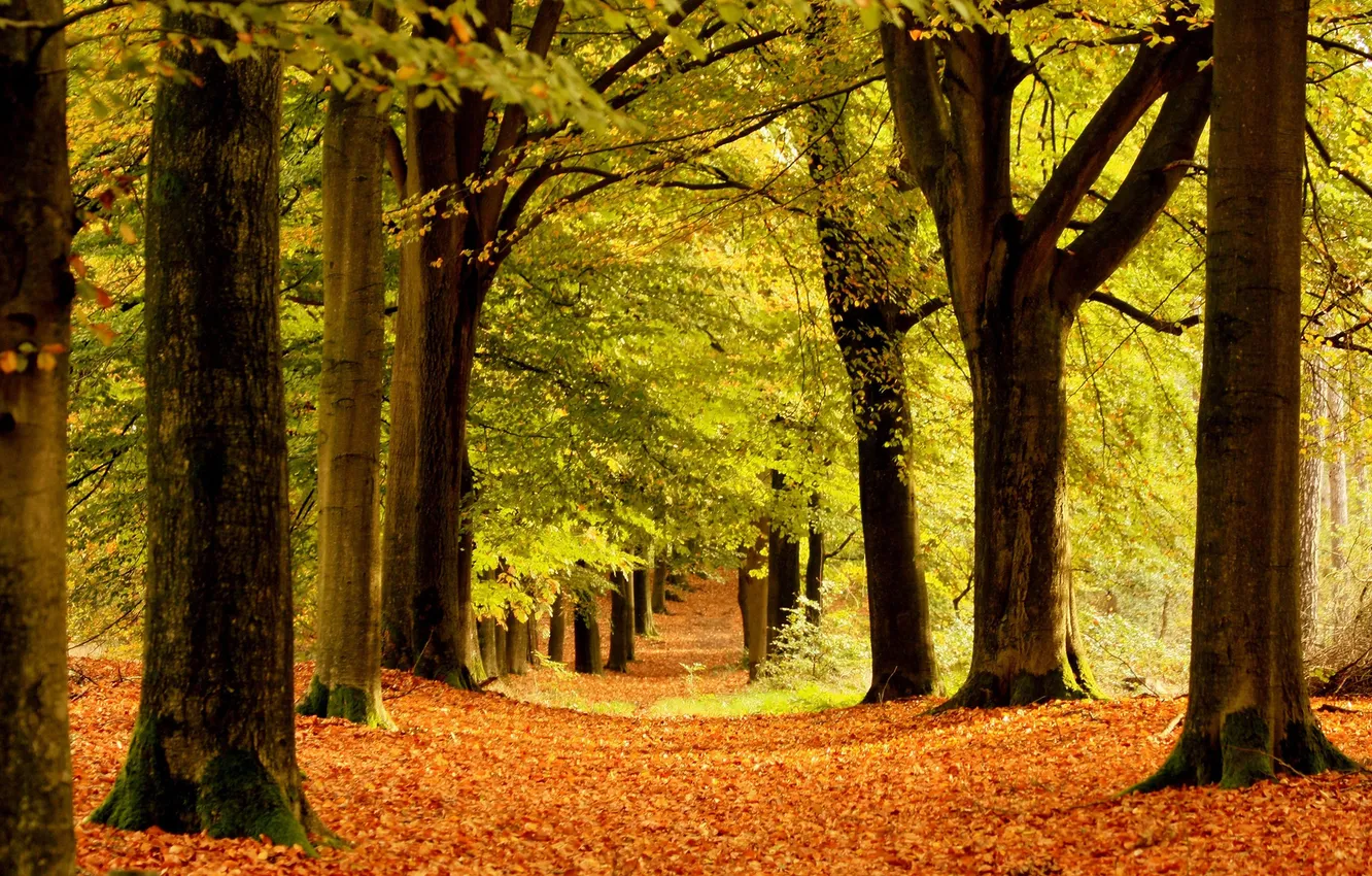 Photo wallpaper autumn, trees, nature, trunks, foliage, alley
