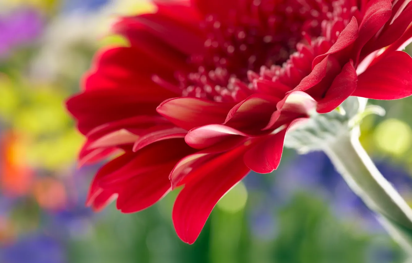 Photo wallpaper macro, flowers, roses, rose, flower, close up, beautiful red daisy gerbera, beautiful red gerbera Daisy