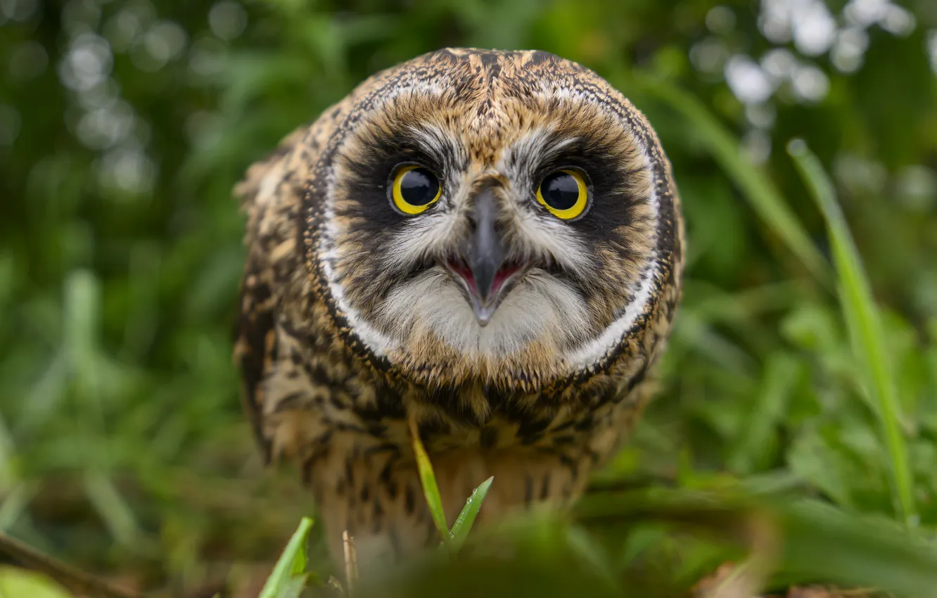 Photo wallpaper Predator, bird, eyes, look, owl, majesty