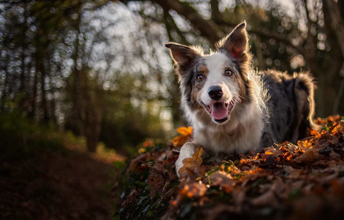 Photo wallpaper autumn, joy, dog, bokeh, The border collie