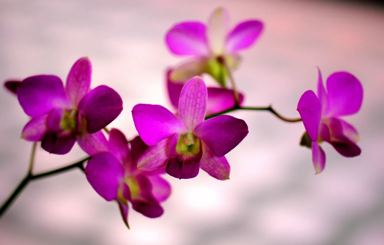 Photo wallpaper flowers, branch, Orchid, orchid, raspberry
