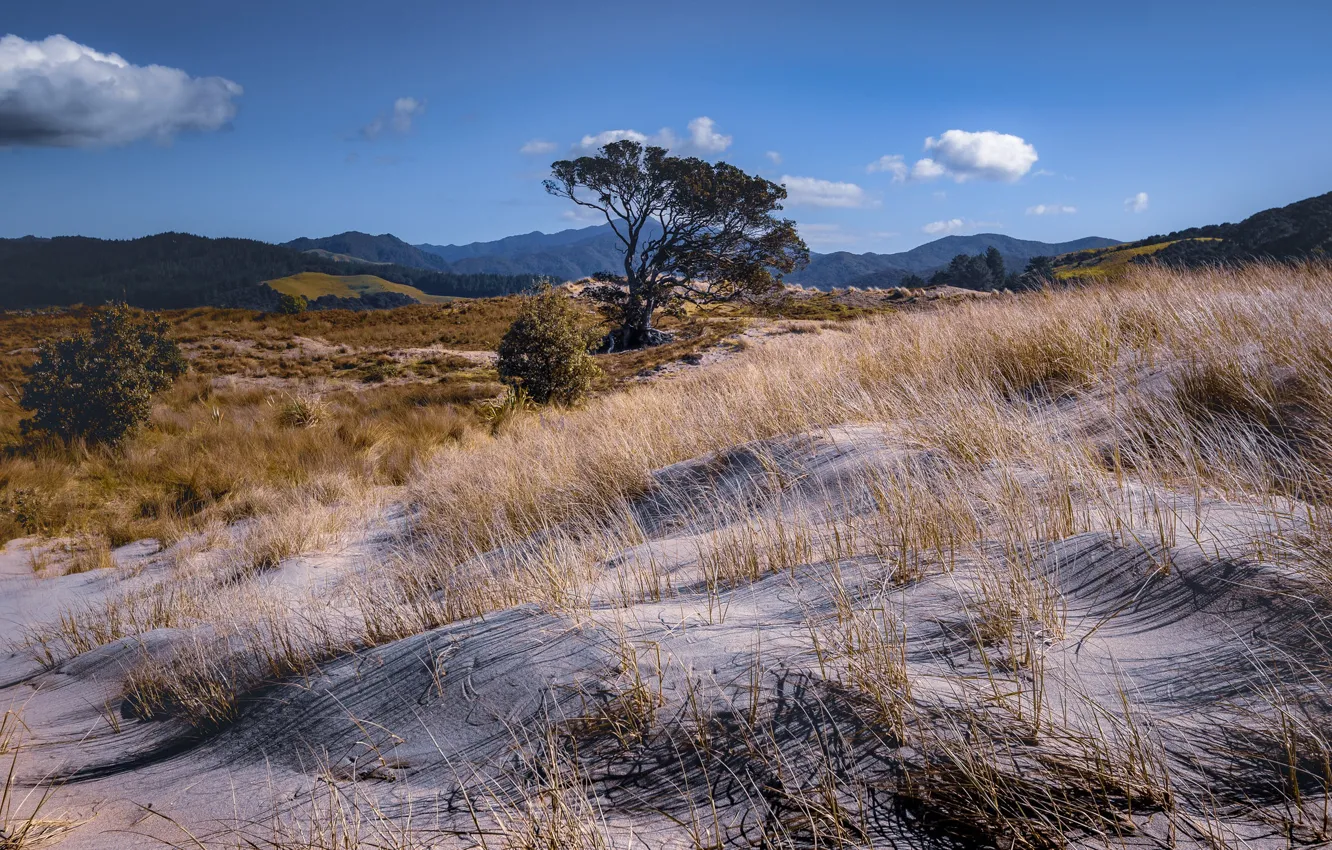 Photo wallpaper the sky, trees, dunes