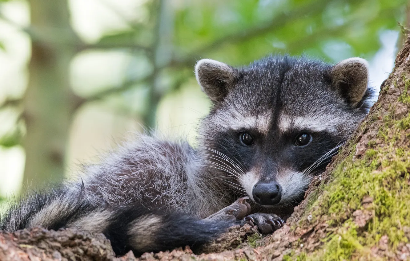 Photo wallpaper look, tree, raccoon, lies, face