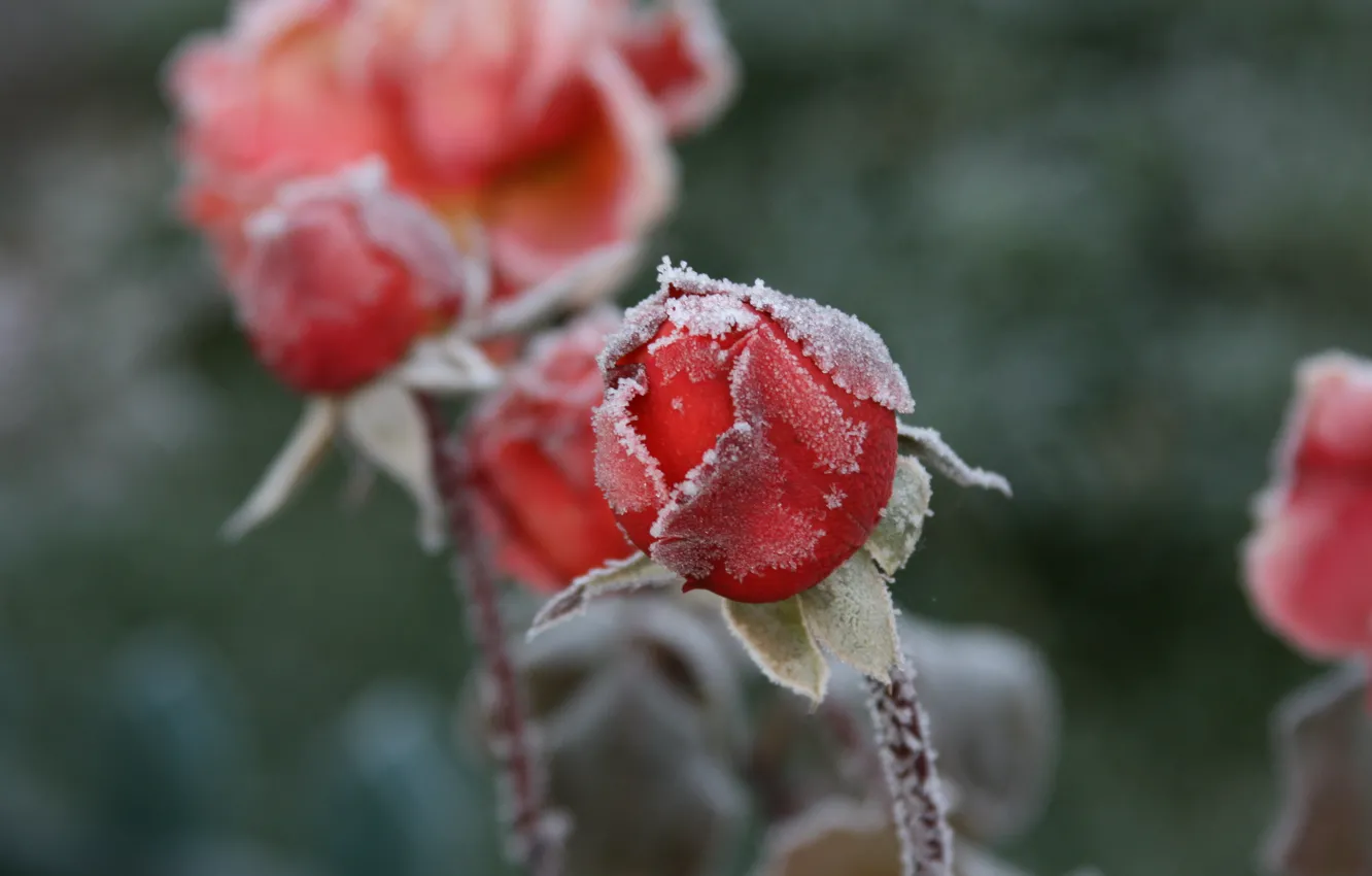 Photo wallpaper cold, frost, macro, flowers, background, Wallpaper, roses, frost