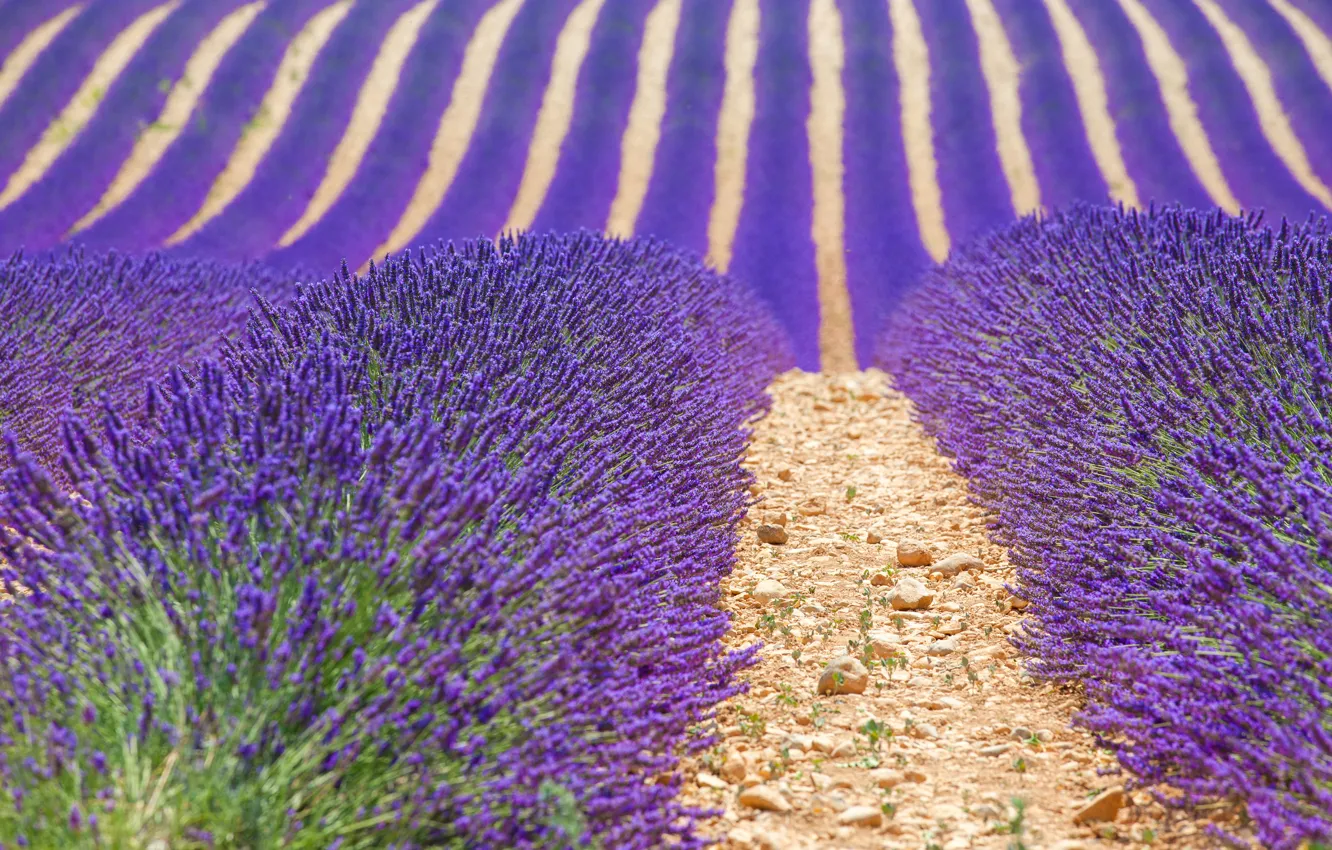 Photo wallpaper field, France, lavender, Provence