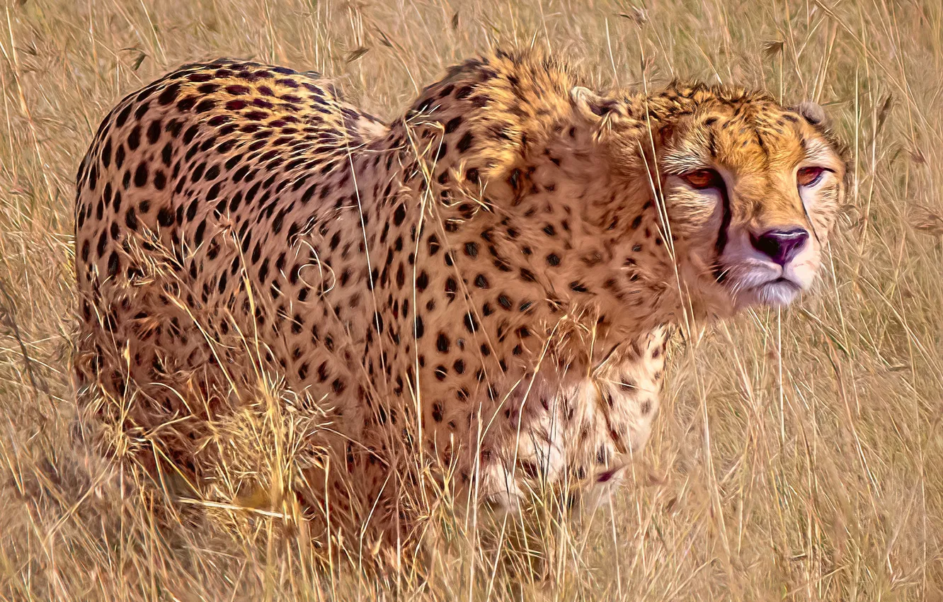 Photo wallpaper grass, predator, Cheetah, wild cat