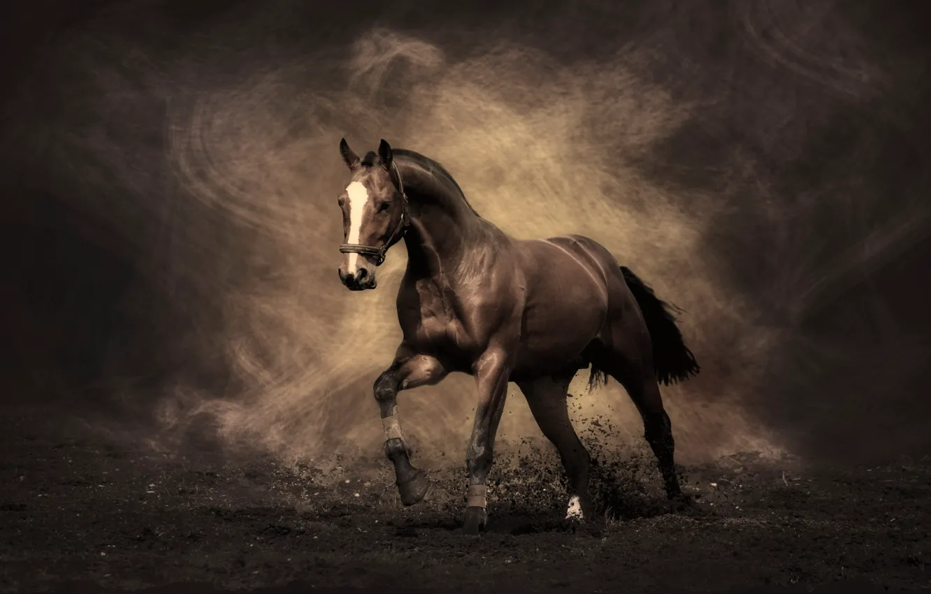 Photo wallpaper horse, stallion, Mustang