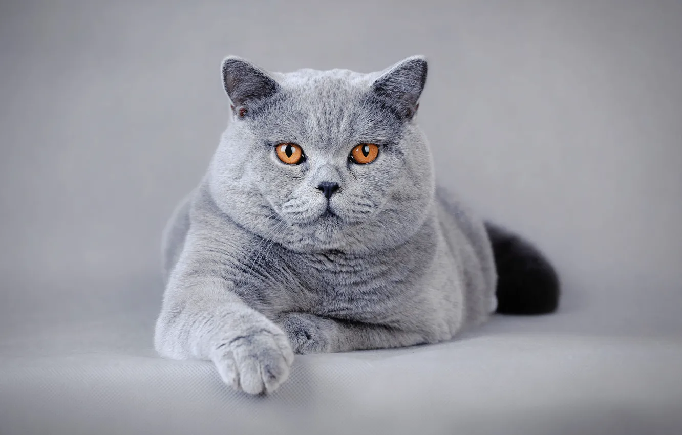 Photo wallpaper cat, cat, face, pose, grey, background, paw, lies