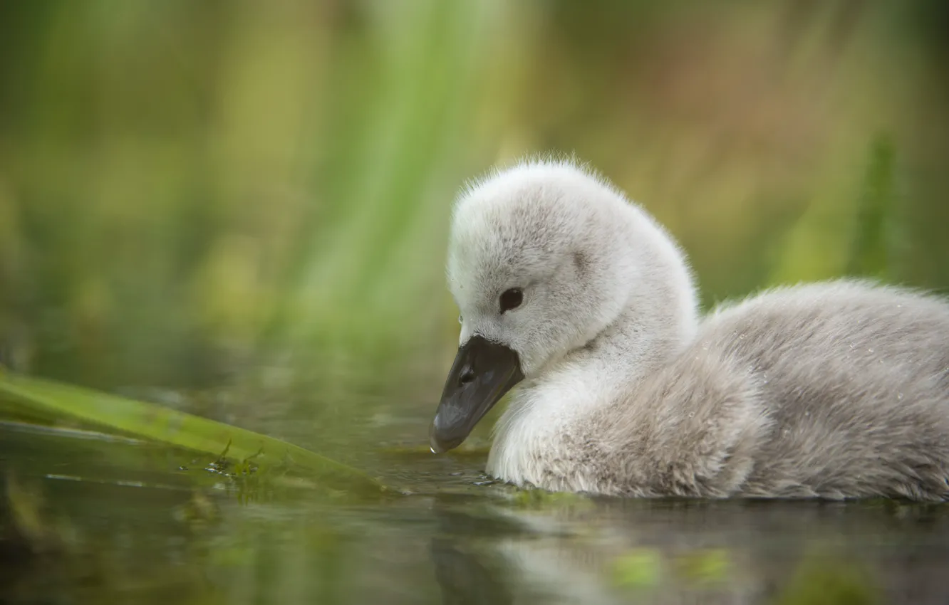 Photo wallpaper white, drops, bird, swans, Chicks, pond, the Lebeda