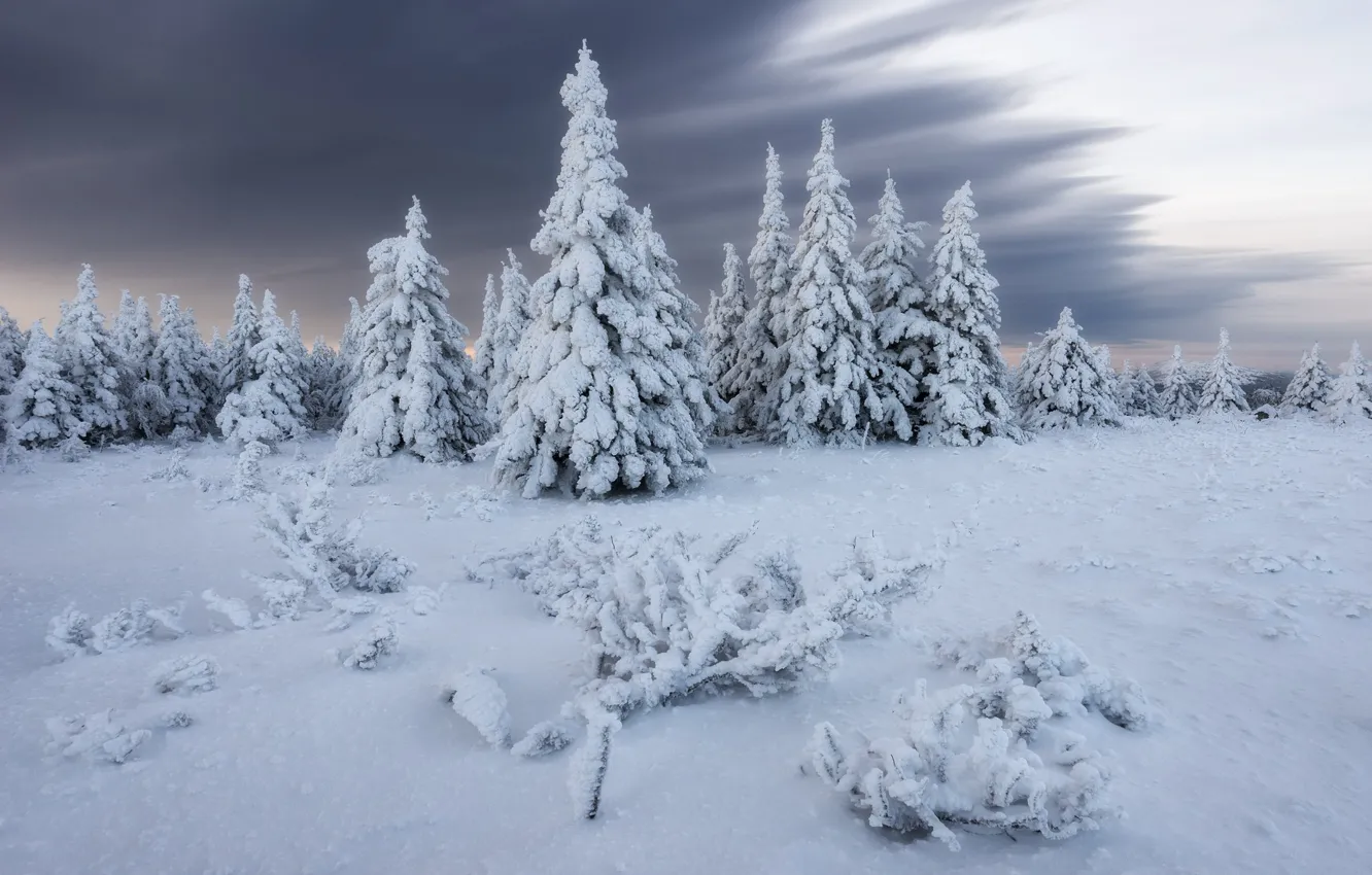 Photo wallpaper winter, snow, trees, nature, ate, Michael Turkei