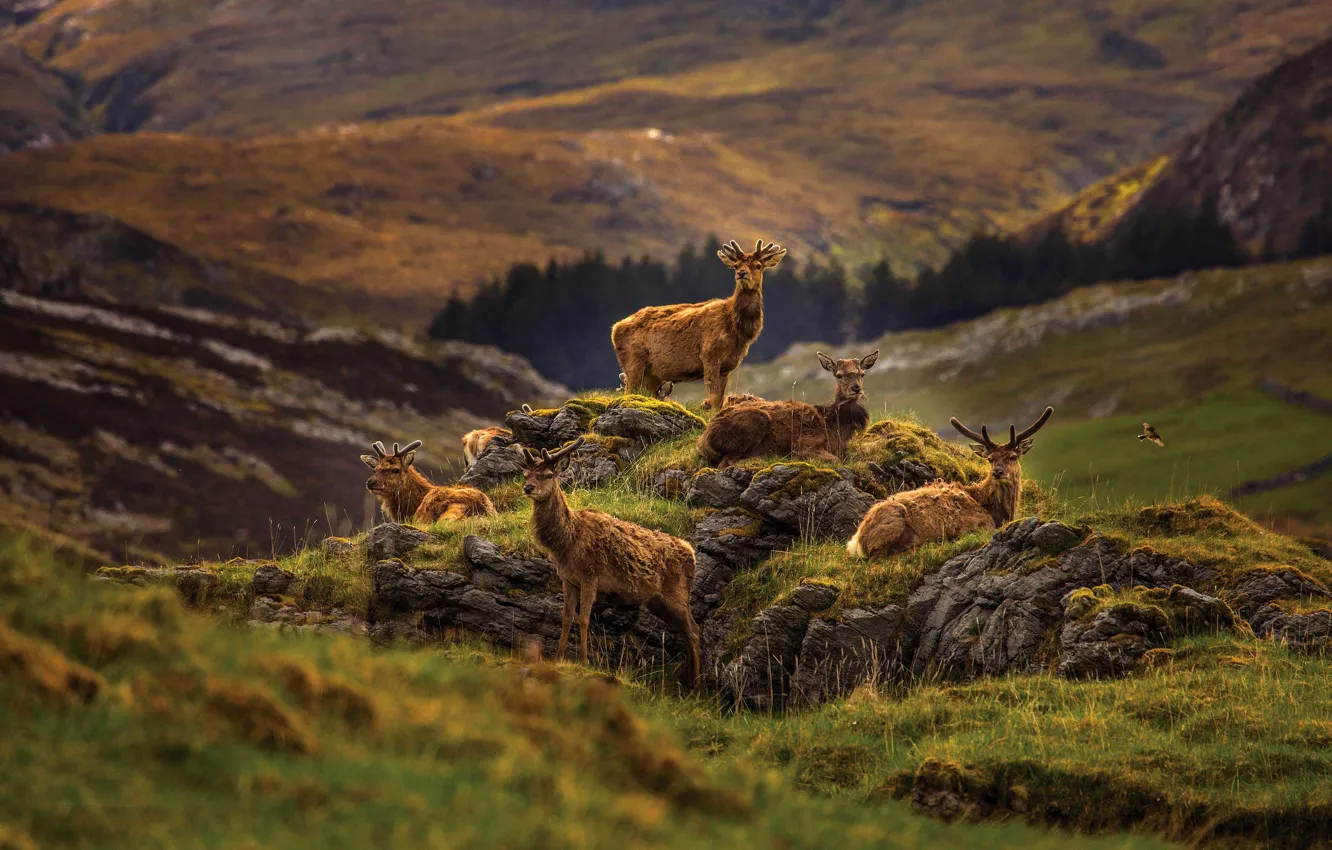 Photo wallpaper mountains, nature, stones, stay, deer, the herd