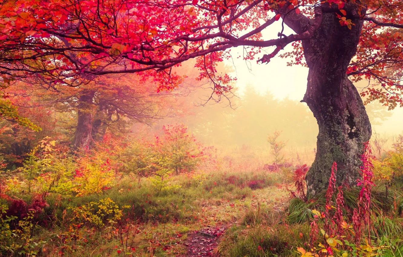Photo wallpaper autumn, leaves, fog, the crimson