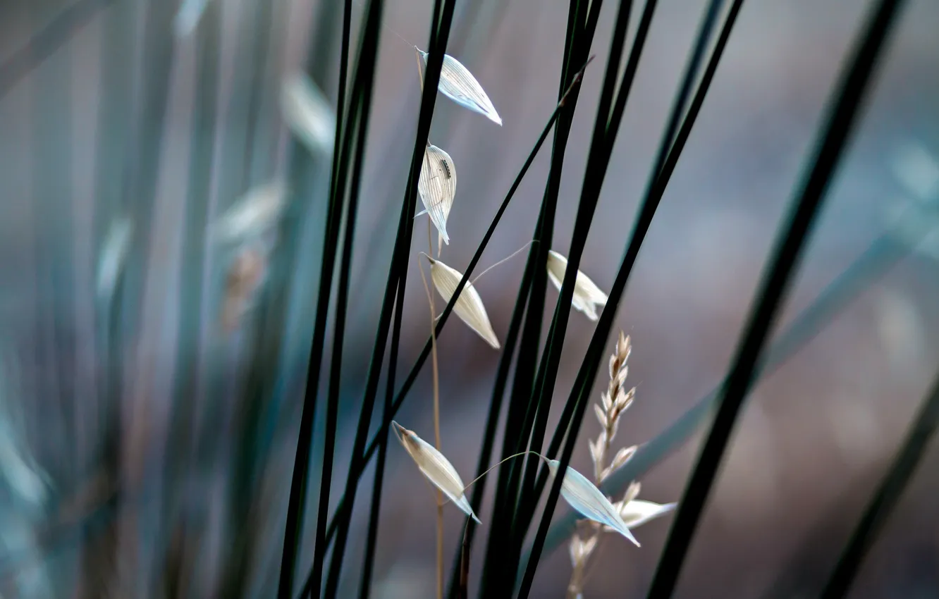 Photo wallpaper macro, nature, plant