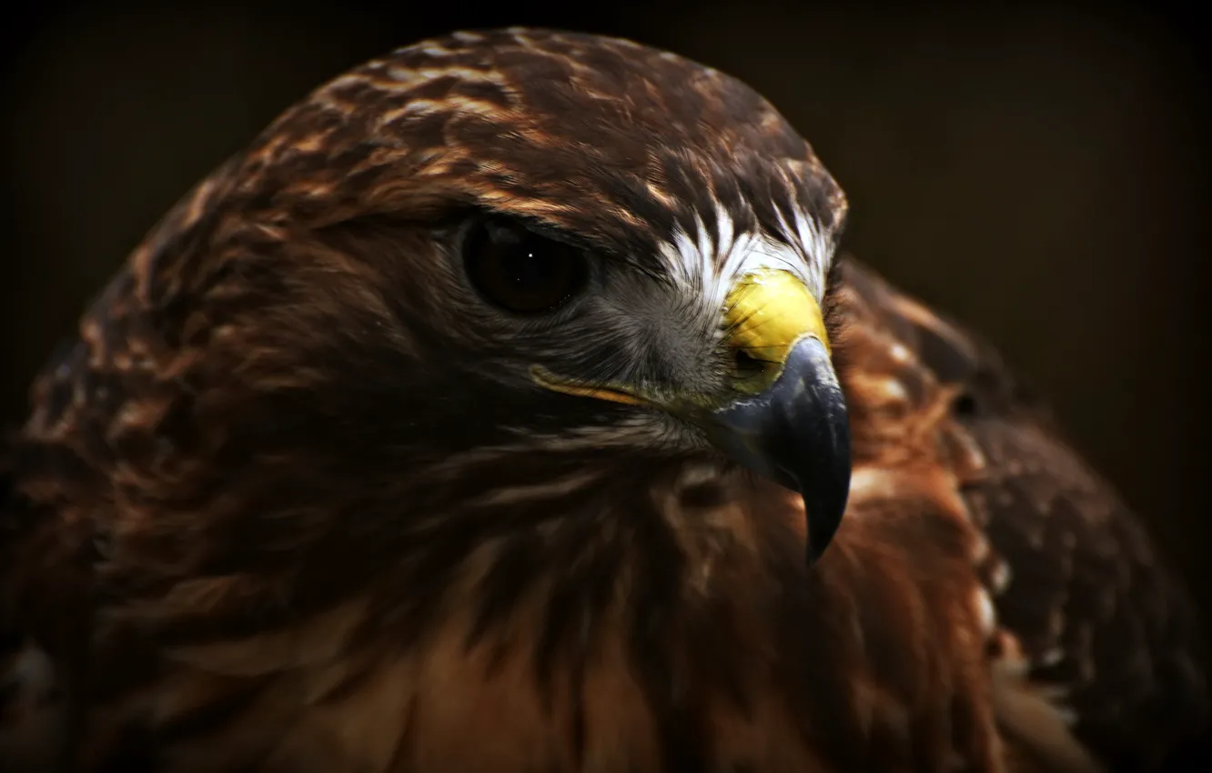 Photo wallpaper macro, bird, eagle