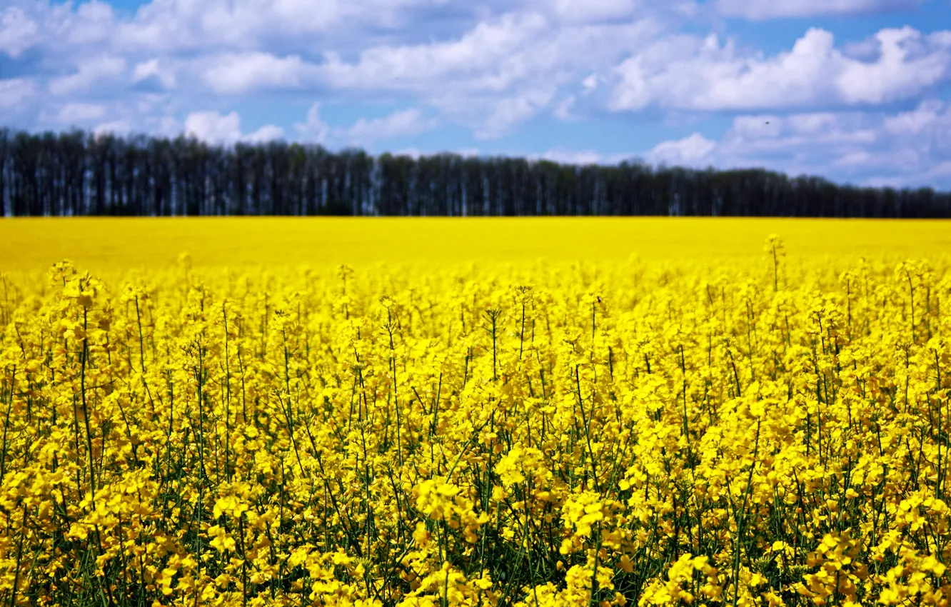 Photo wallpaper field, forest, the sky, clouds, flowers, yellow, blue, spring