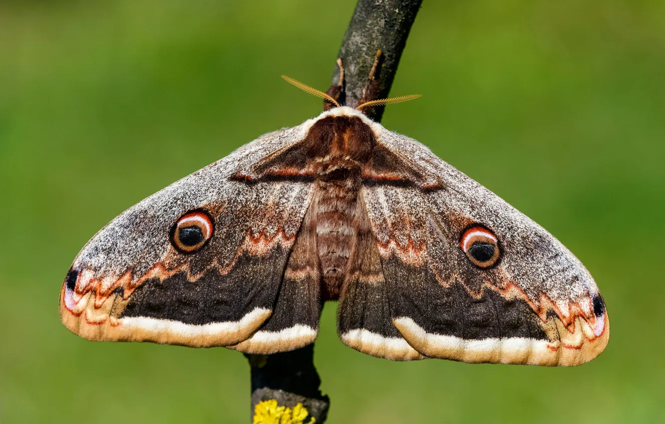 Photo wallpaper macro, branches, green, background, pattern, butterfly, hairy, insect