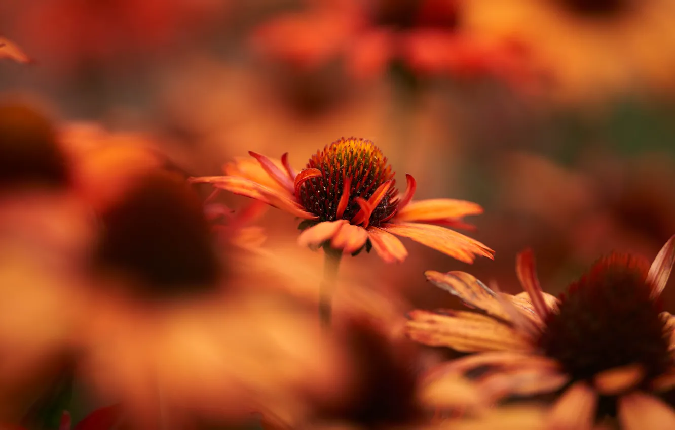 Photo wallpaper flowers, blur, garden, orange, bokeh, rudbeckia