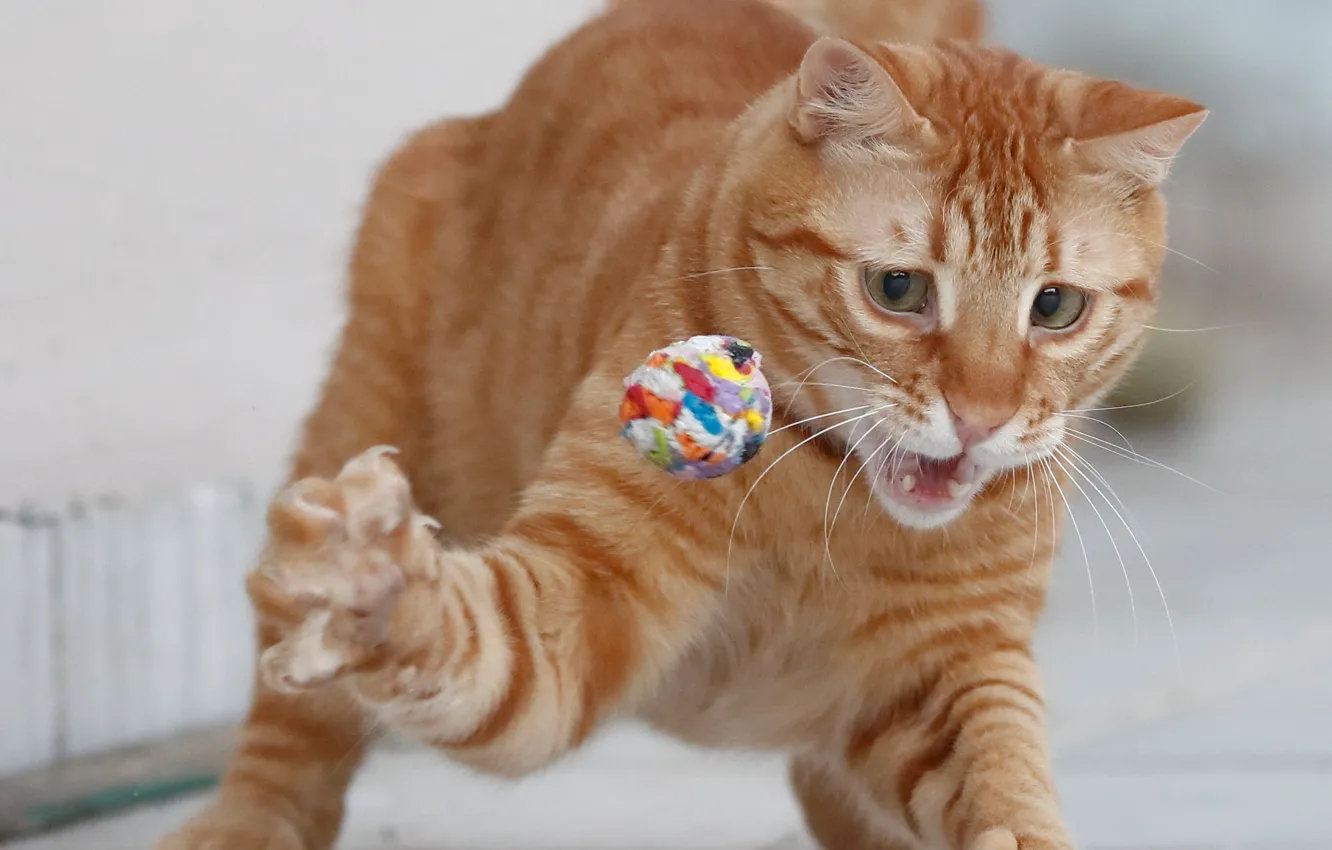 Photo wallpaper cat, the game, legs, red, the ball, red cat