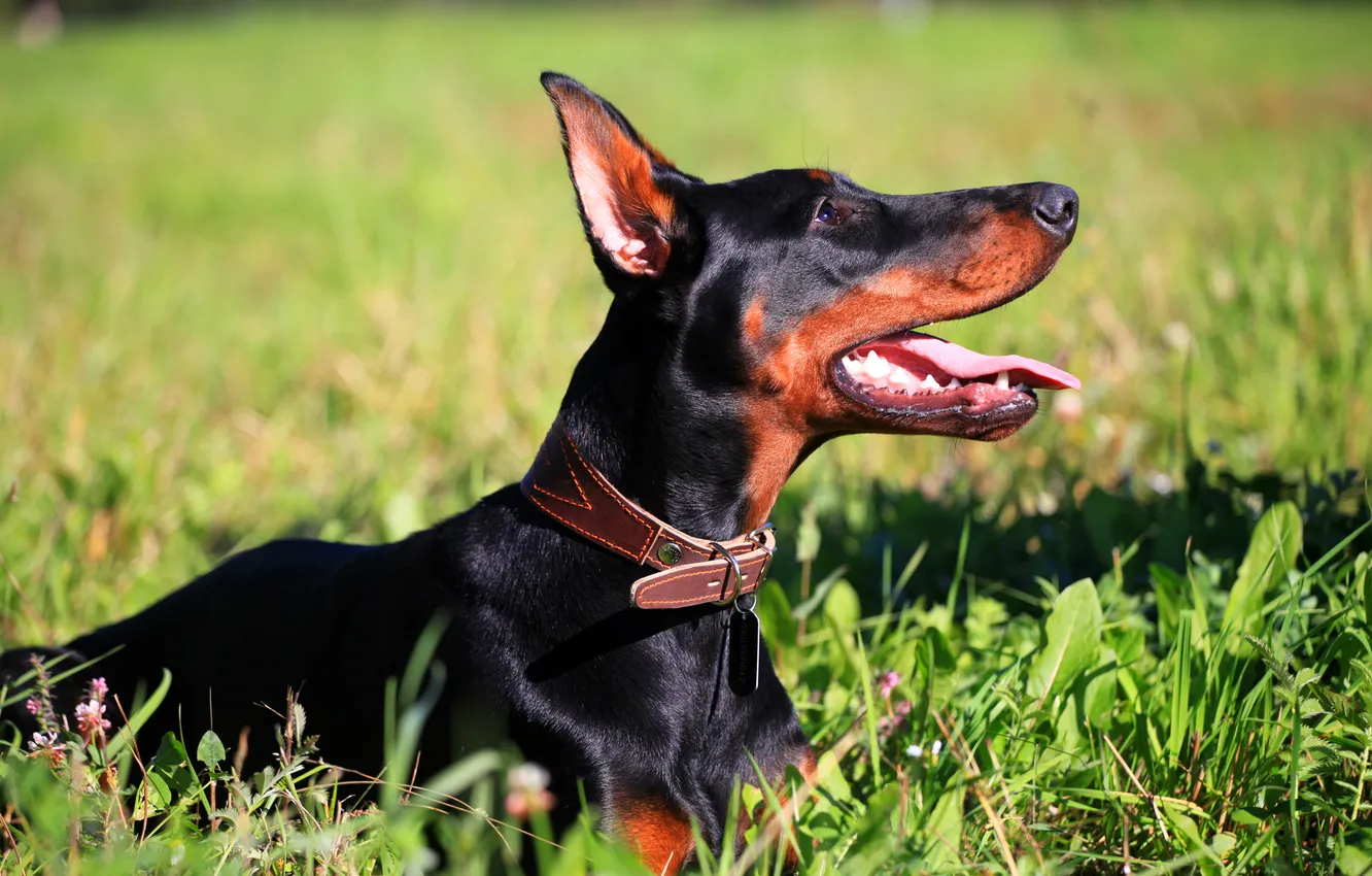 Photo wallpaper grass, dog, Doberman
