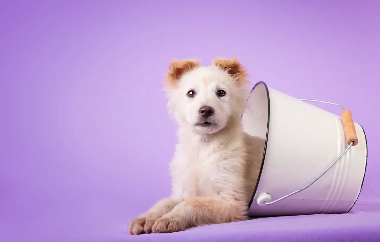 Photo wallpaper white, look, dog, baby, bucket, puppy, lies, bucket
