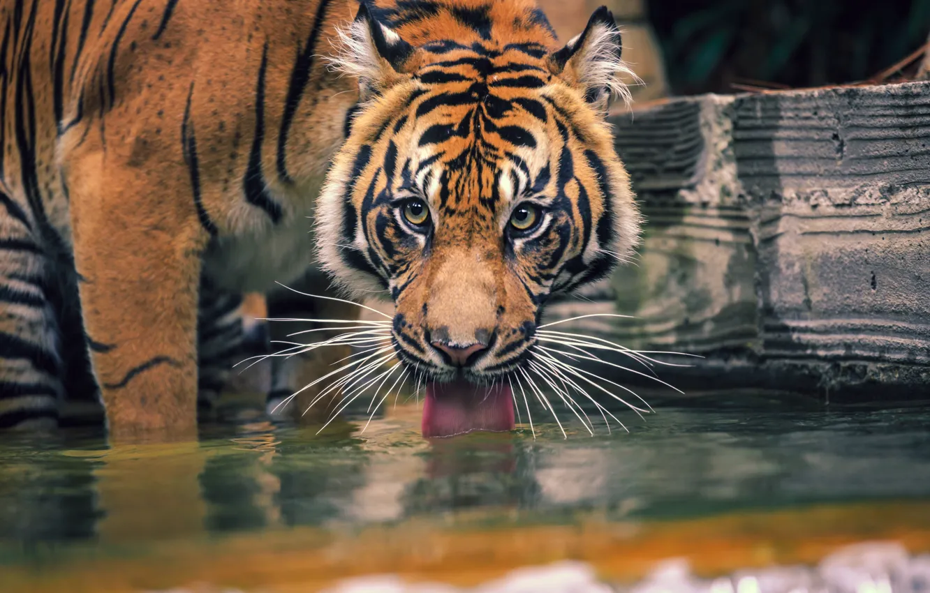 Photo wallpaper language, look, face, water, tiger, pose, Board, drink