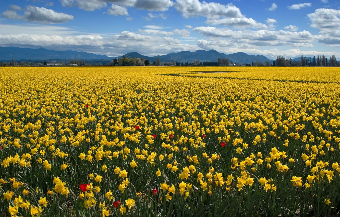 Photo wallpaper field, the sky, clouds, flowers, mountains, blue, hills, spring