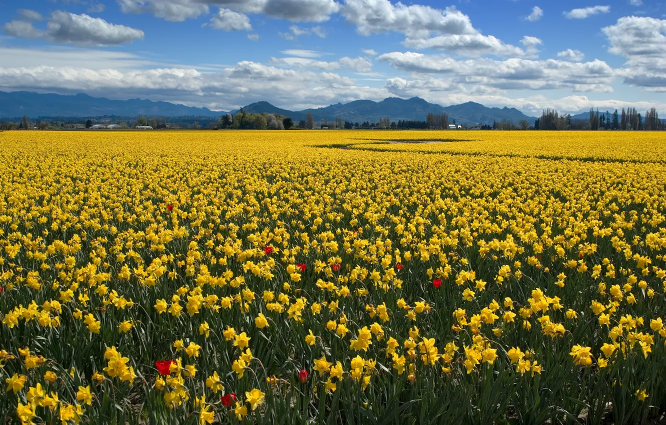 Photo wallpaper field, the sky, clouds, flowers, mountains, yellow, blue, hills