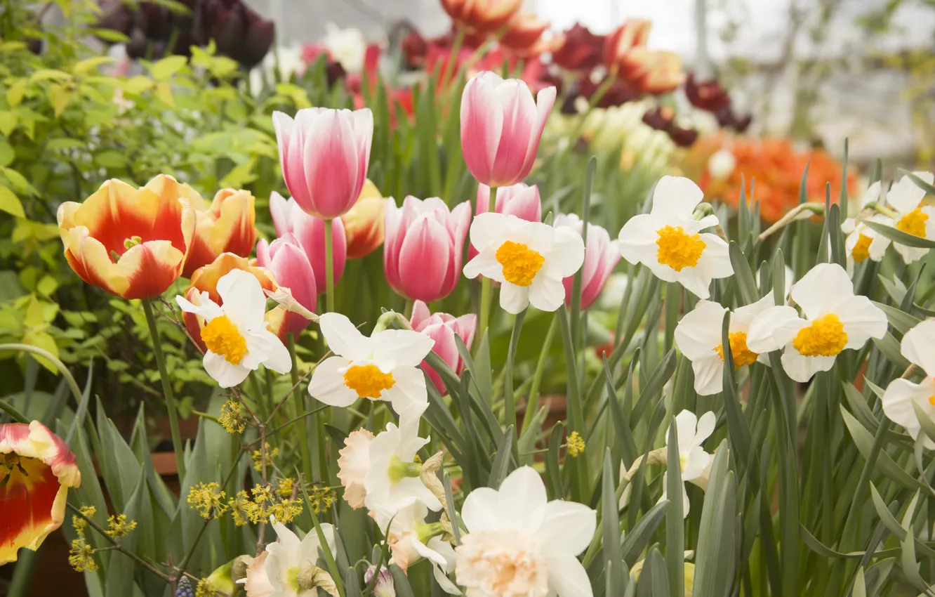 Photo wallpaper flowers, spring, flowerbed, different