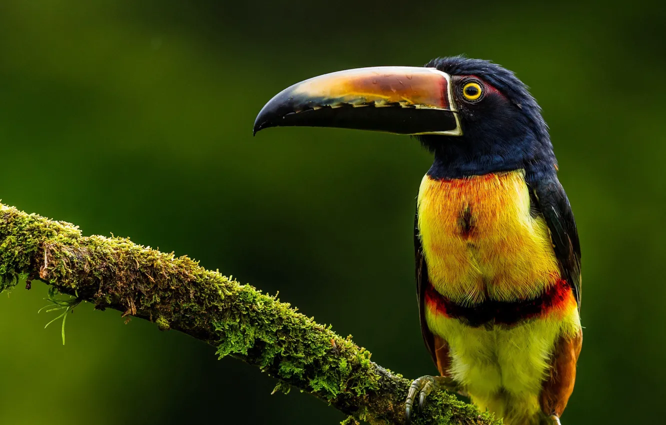 Photo wallpaper bird, feathers, tucan, striking colors