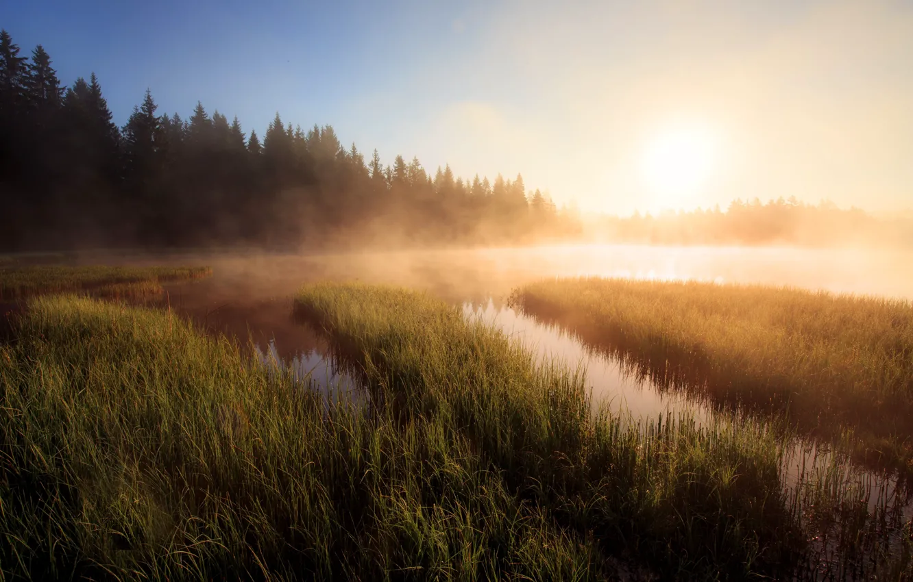Photo wallpaper forest, grass, fog, lake, dawn, shore, morning, ate