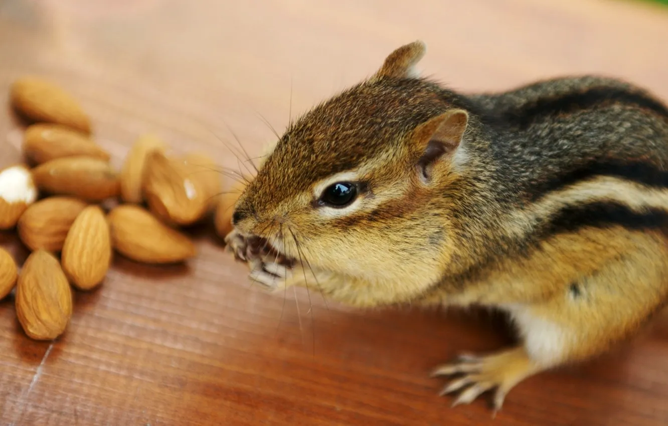 Photo wallpaper animal, Chipmunk, nuts, almonds