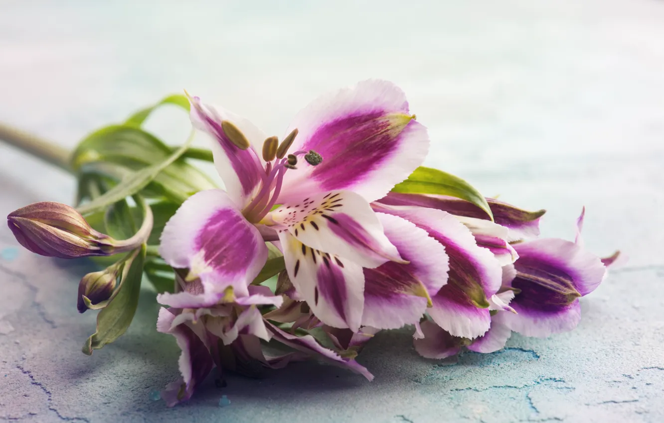 Photo wallpaper flowers, bouquet, Alstroemeria, THE OFF