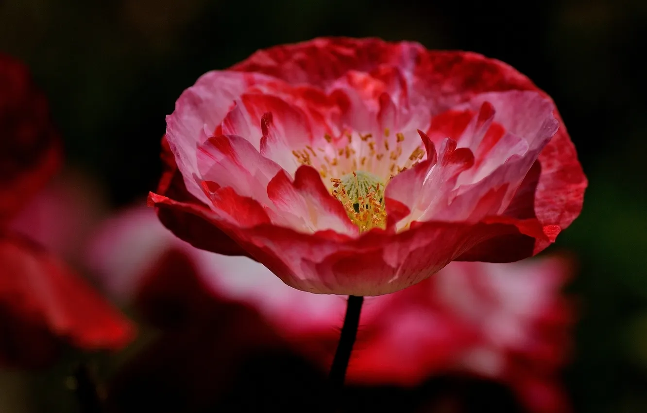 Photo wallpaper summer, flowers, red, nature, Maki