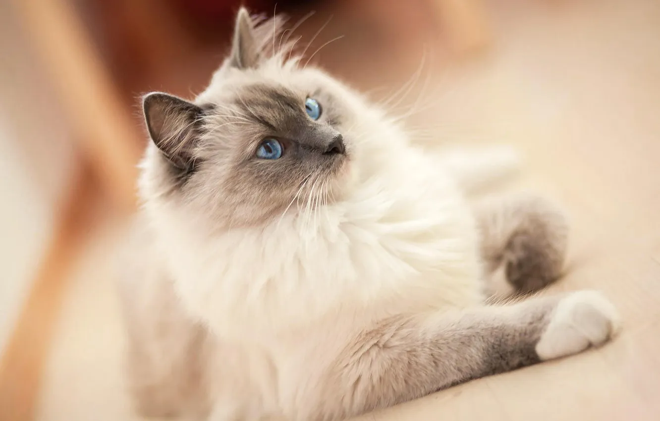 Photo wallpaper cat, eyes, blue, fluffy, siamka