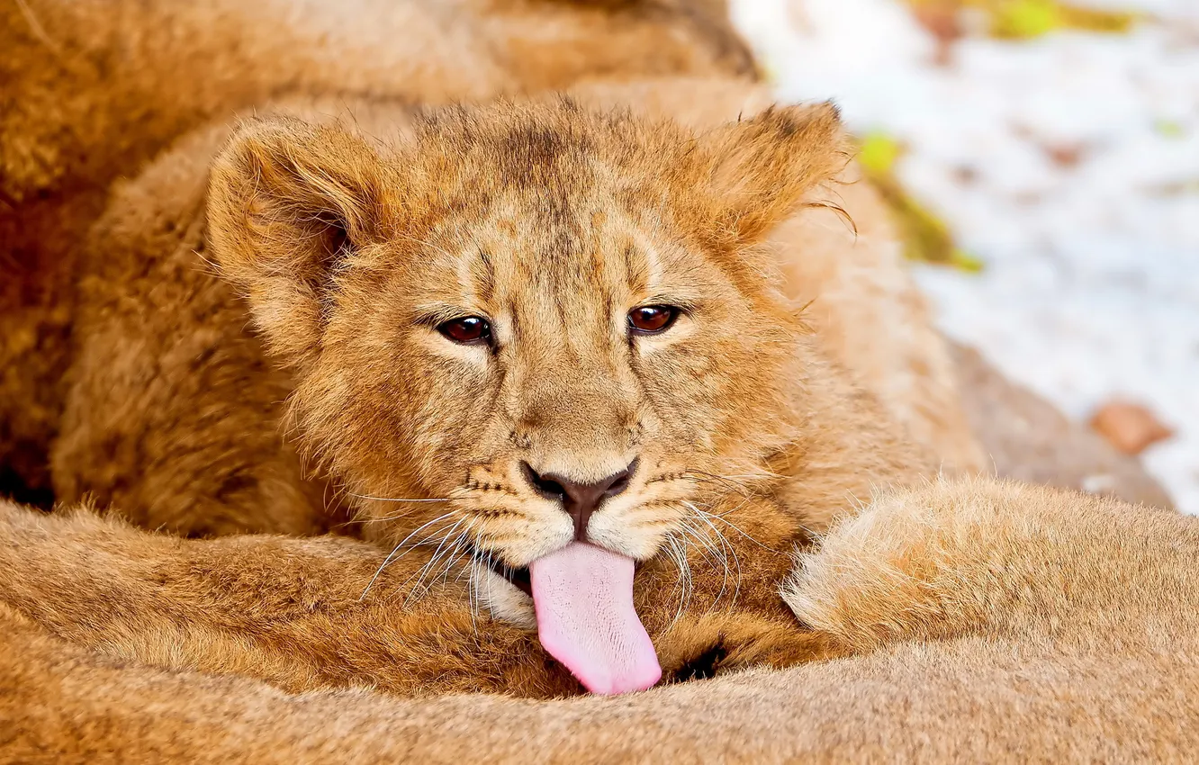 Photo wallpaper language, look, Leo, lies, lion