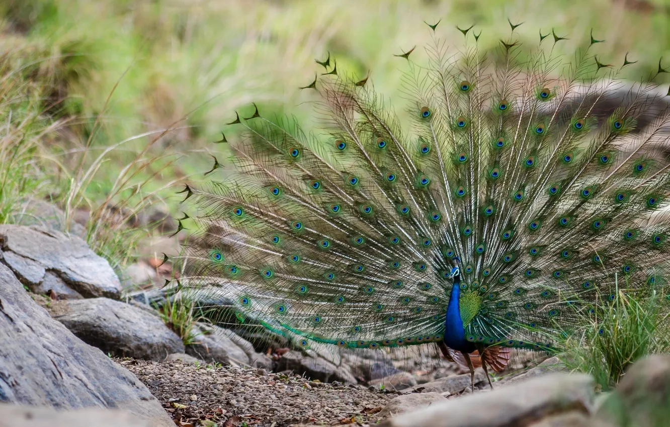 Photo wallpaper bird, feathers, tail, peacock