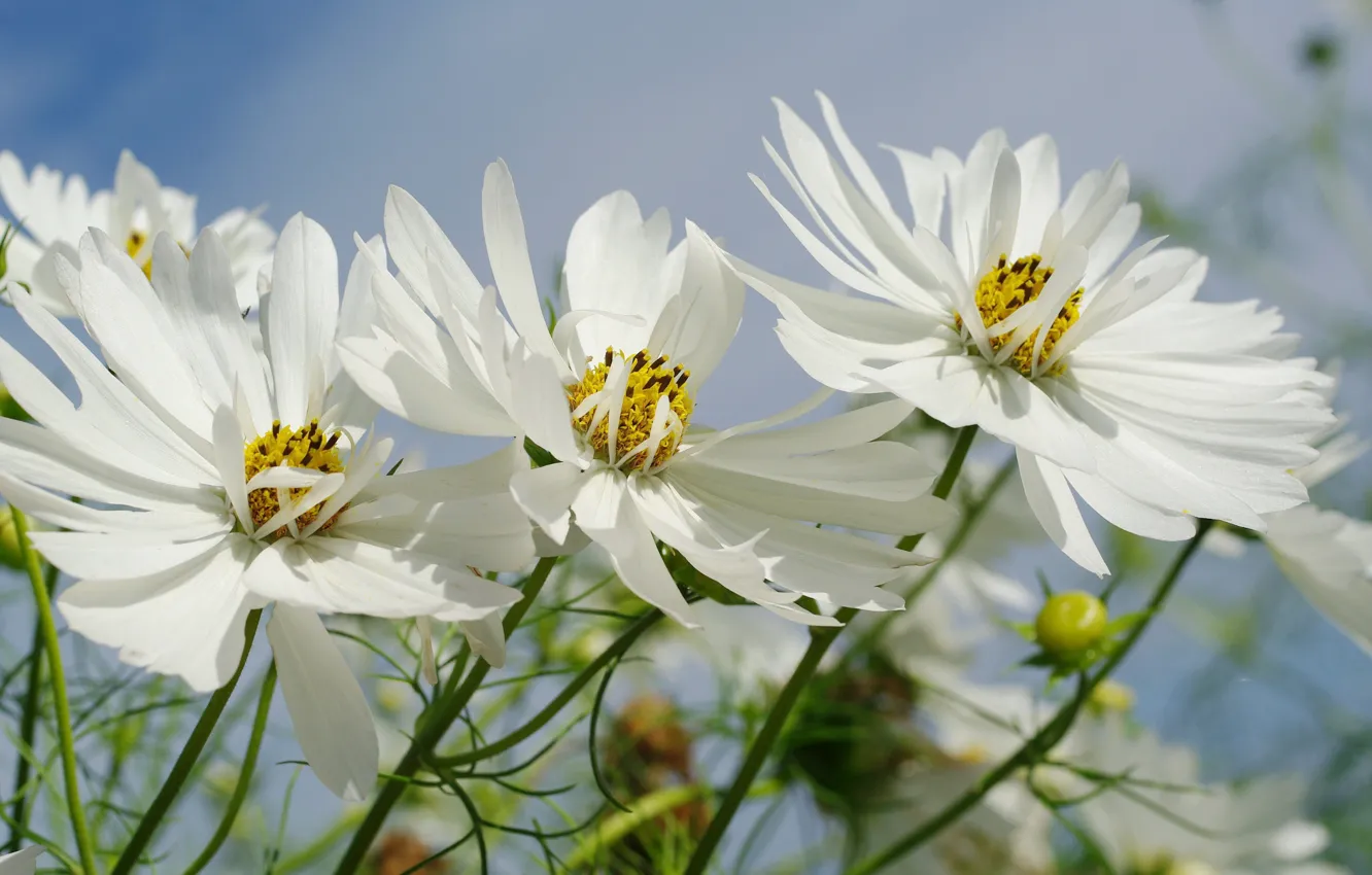 Photo wallpaper the sky, flowers, nature, tenderness, plant, beauty, September, cottage