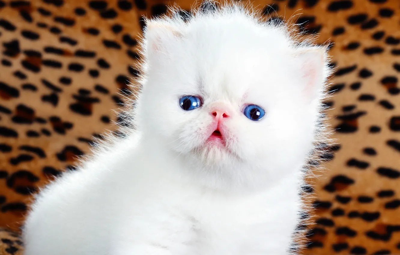 Photo wallpaper cat, white, look, kitty, background, pink, eyes, fluffy