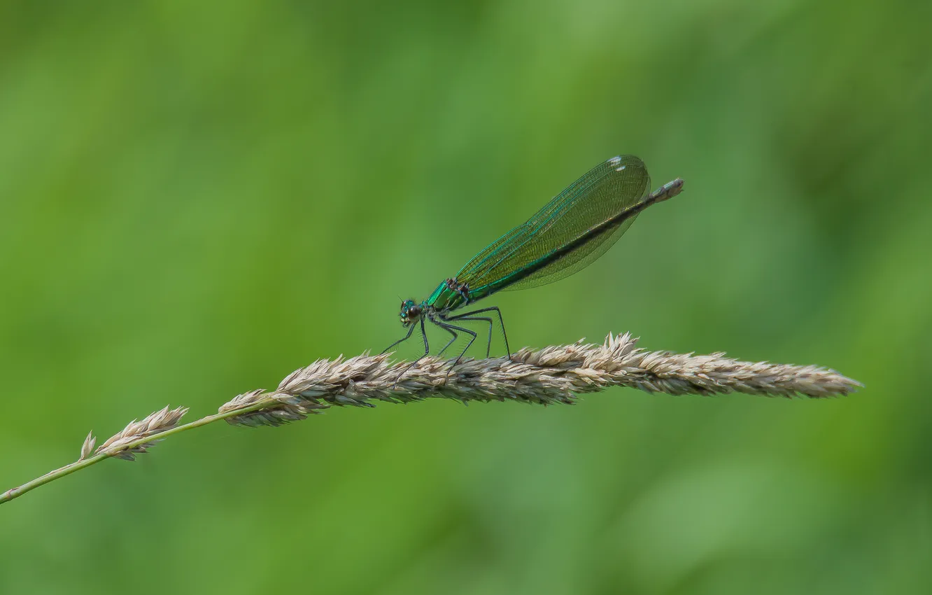 Photo wallpaper grass, macro, dragonfly, sitting, bokeh