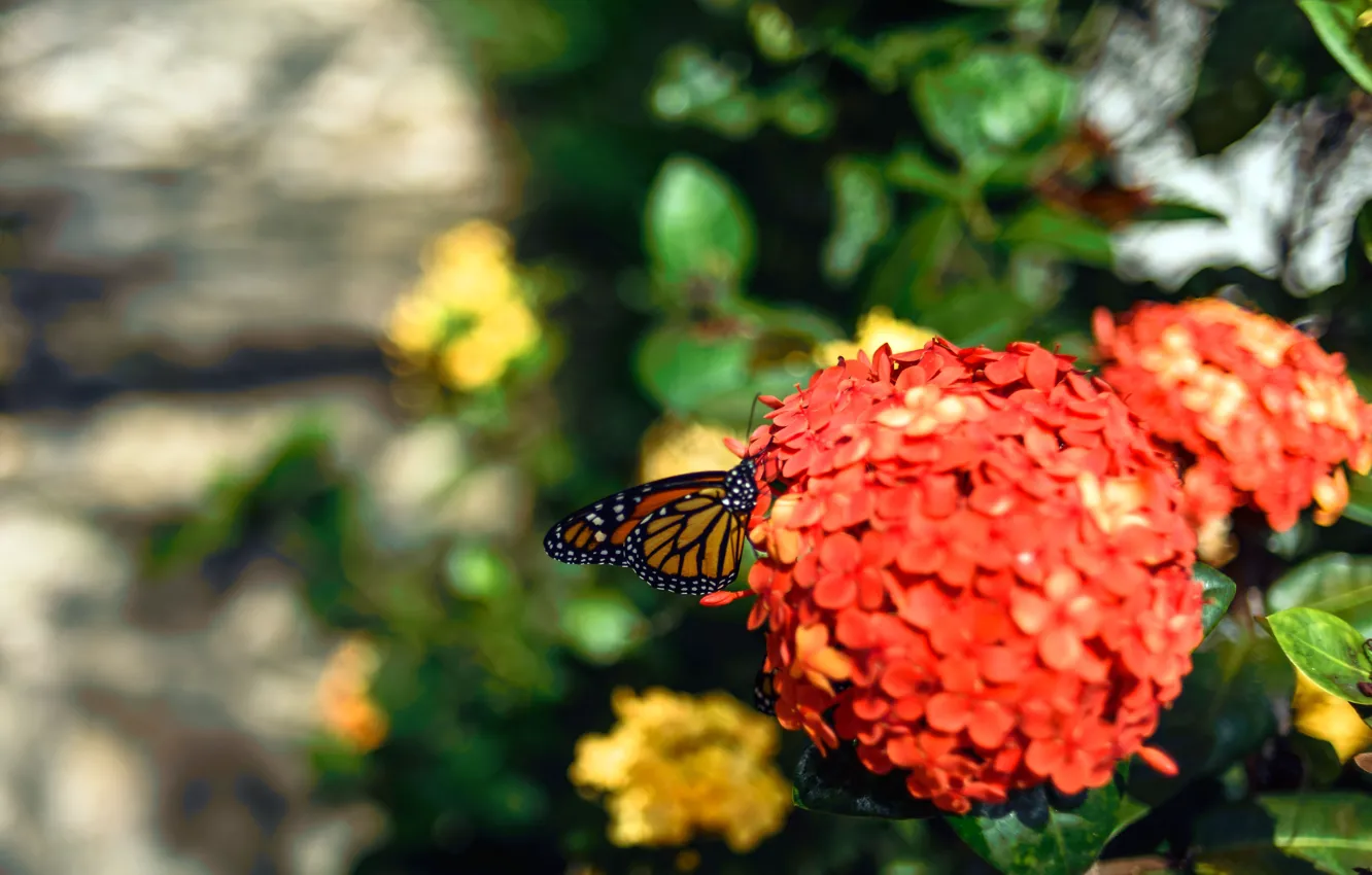 Photo wallpaper flowers, orange, green, green, butterfly, garden, flower, butterfly