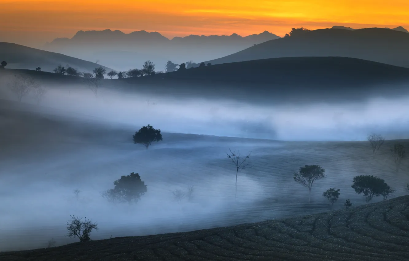 Photo wallpaper mountains, fog, morning, tea plantation