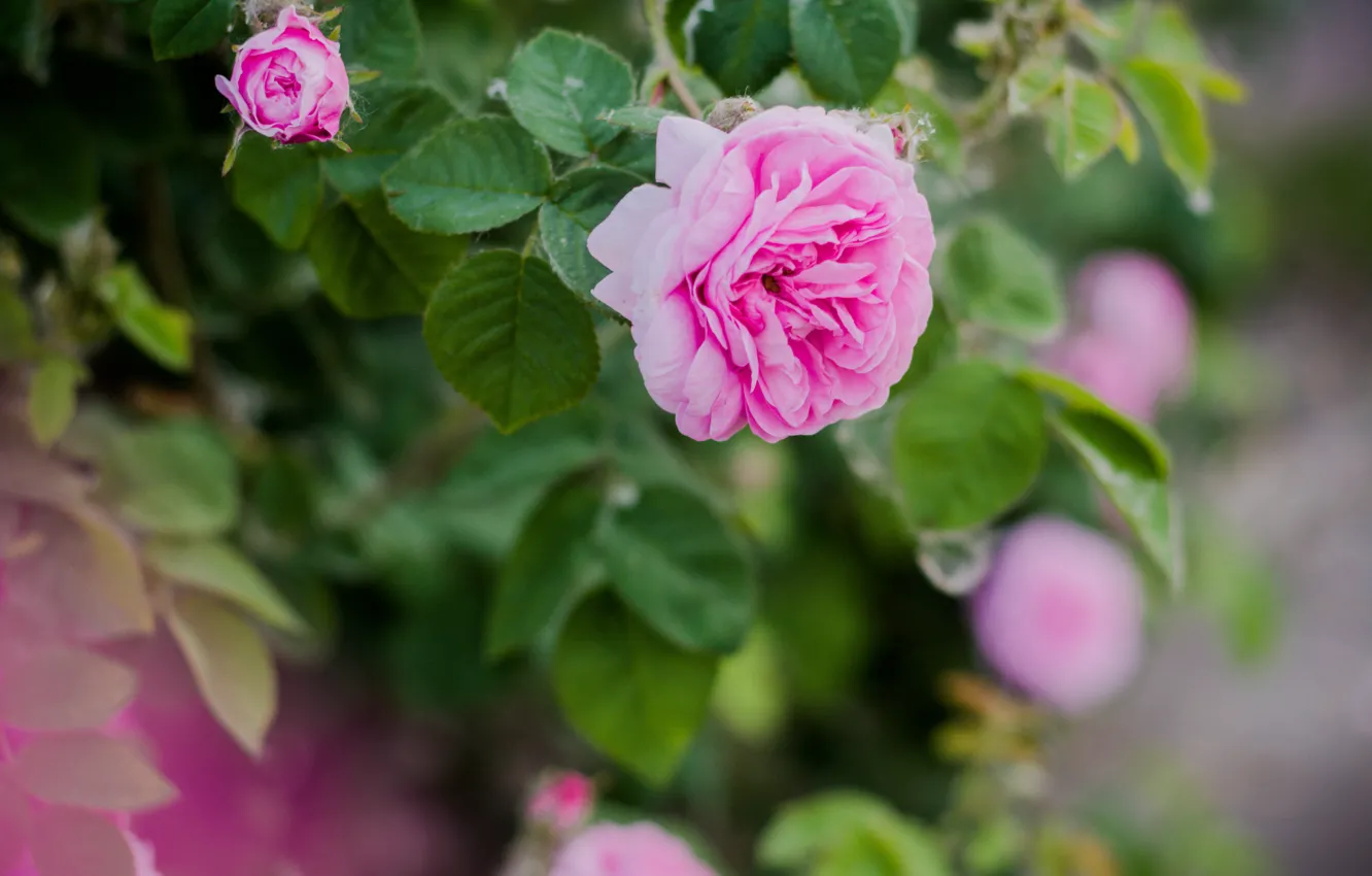 Photo wallpaper rose, Bush, tea rose, flowering, tea, mauve, flowering Bush