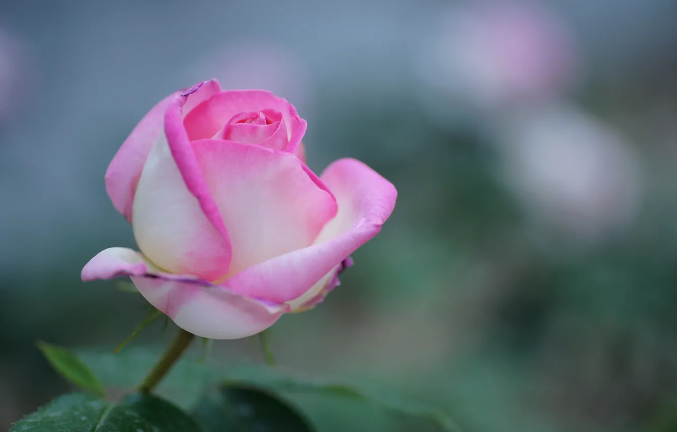Photo wallpaper flower, nature, pink, rose, focus