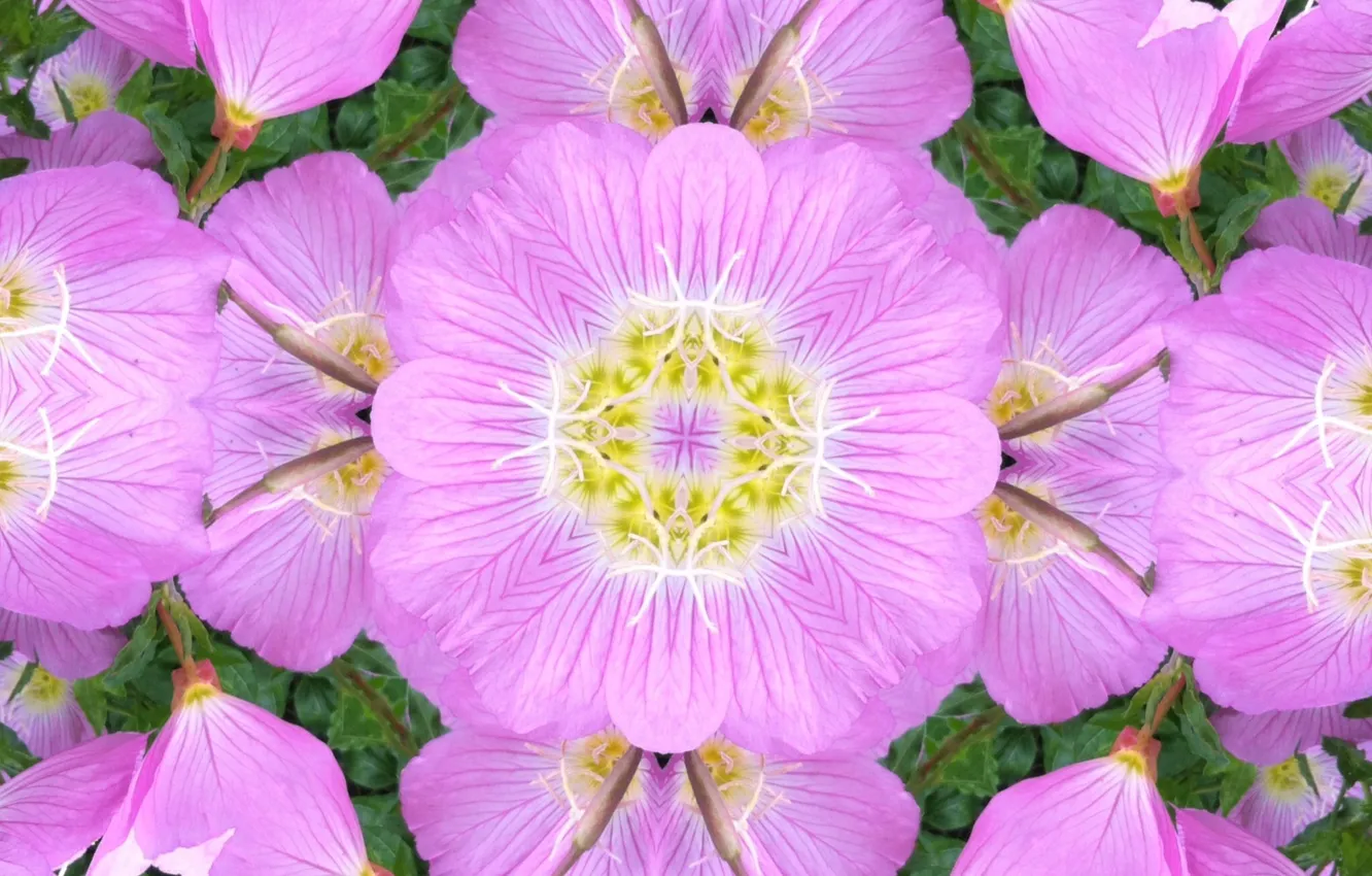 Photo wallpaper flowers, reflection, petals, symmetry, kaleidoscope