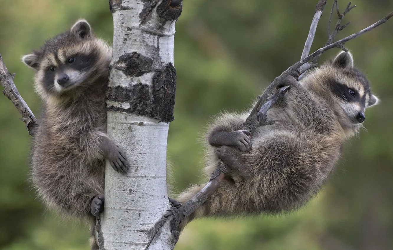 Photo wallpaper raccoon, birch, climbed