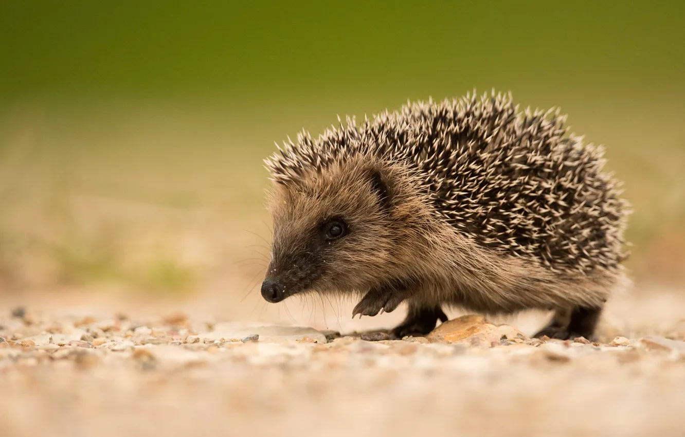 Photo wallpaper look, nature, background, face, hedgehog, hedgehog