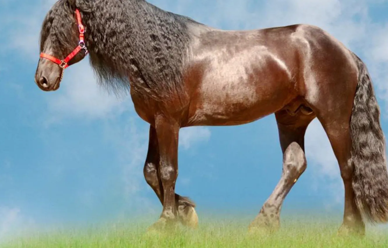 Photo wallpaper animal, horse, female, with Hairstyle