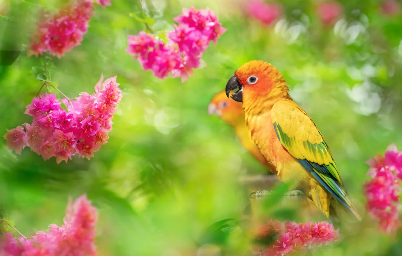 Photo wallpaper nature, tropics, bird, foliage, parrot, a couple, inflorescence, FuYi Chen