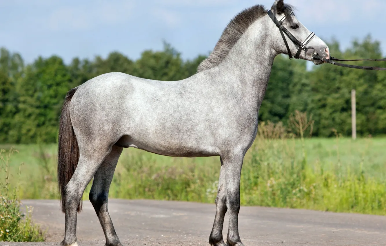 Photo wallpaper photo, horse, horse, the reins, grey horse